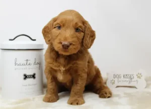 Oregon Puppy Culture breeder puppies