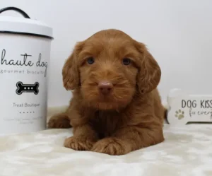 Suzy and Percy's puppies Oregon labradoodle breeder