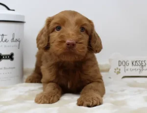 Five weeks Pringle 3