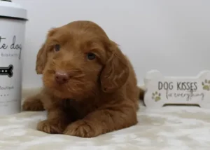 Five weeks Pringle 4