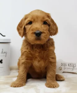 Five weeks Ruffles 2