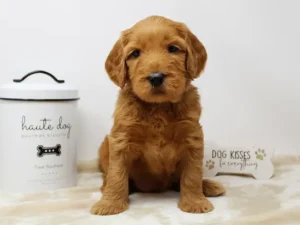 Five weeks Ruffles 3