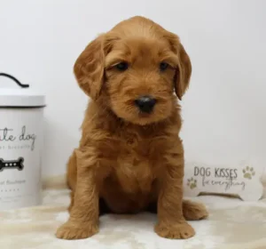 Suzy and Percy's puppies 