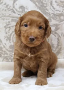 red labradoodle puppies Puppy Culture breeder