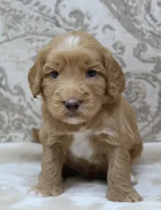 Four weeks Cracker Jack 1