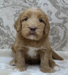 Four weeks Cracker Jack