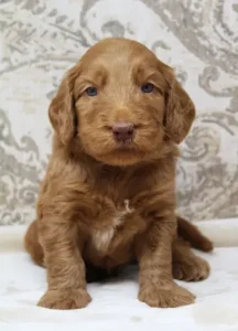 Suzy and Percy's puppies