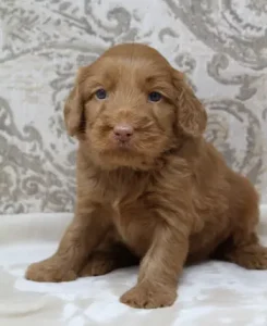 Four weeks Pringle 1