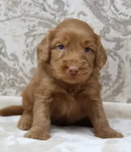 Four weeks Pringle 2