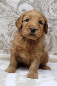 Suzy and Percy's puppies