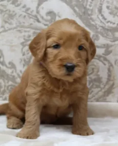 Suzy and Percy's puppies