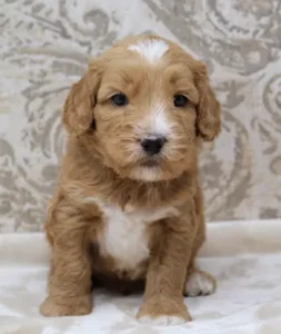 Four weeks Tostito 1