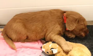 Australian labradoodles puppies therapy dogs