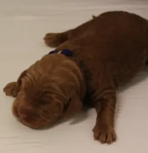 Litter Four days old