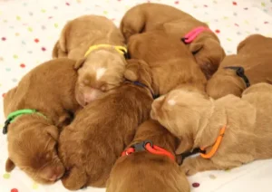 Litter four days old 10