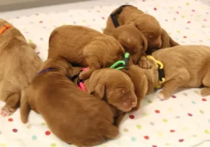 Australian labradoodle puppies Portland Oregon