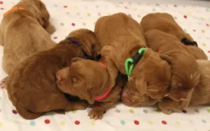 Suzy and Percy's litter has arrived!