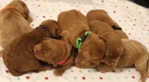 Litter four days old 5