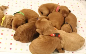 Litter four days old 6