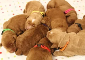 Litter four days old 9