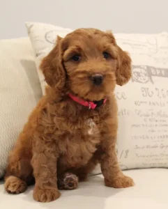 red labradoodle puppies available now