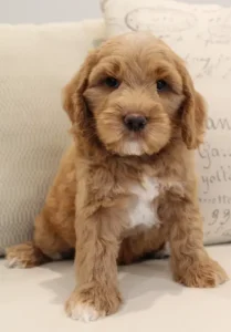 labradoodle puppies best breeder Tigard Sherwood Beaverton Oregon