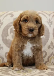 Seven weeks Cracker Jack