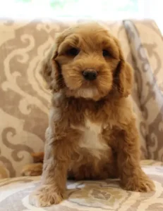 Seven weeks Cracker Jack 3