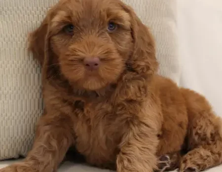 Suzy and Percy’s puppies are growing up Seven weeks Frito 1