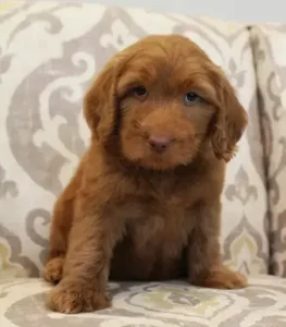 red labradoodles puppies breeder Oregon Washington