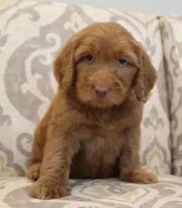red labradoodles puppies available biosensor 