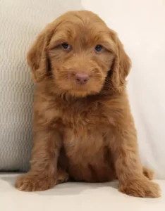 Seven weeks Pringle 2