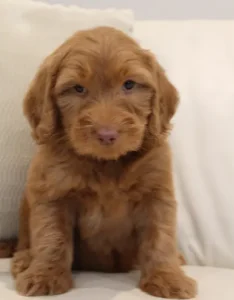 Seven weeks Pringle 3