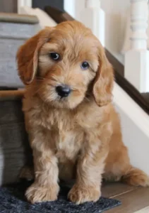 red labradoodles best breeder Portland Tigard Oregon