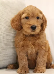 Seven weeks Ruffles 4