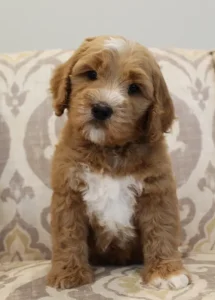 Puppy Culture puppies labradoodles breeder