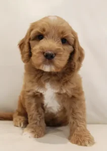 Six weeks Cracker Jack 1