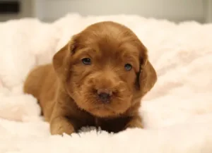 best labradoodle breeder nonshedding puppies available