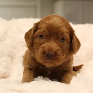 Suzy and Percy's puppies
