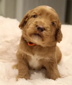 Three weeks Cracker Jack 2