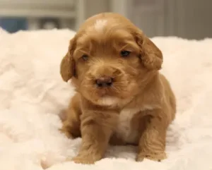 Australian labradoodle breeder puppies Oregon