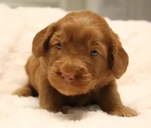 Suzy and Percy's puppies