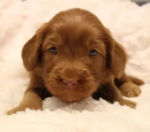 best Oregon labradoodle breeder red puppies
