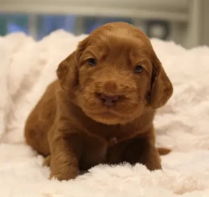 Oregon labradoodle puppies breeder red available