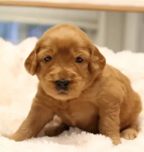 Three weeks Ruffles 2