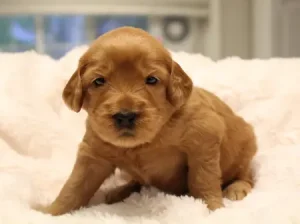 Suzy and Percy's puppies