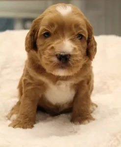 Three weeks Tostito 2