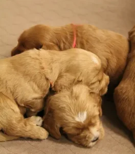 labradoodles available medium red Tigard Beaverton Sherwood