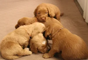 best Oregon labradoodle breeder