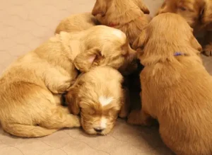 Suzy's puppies